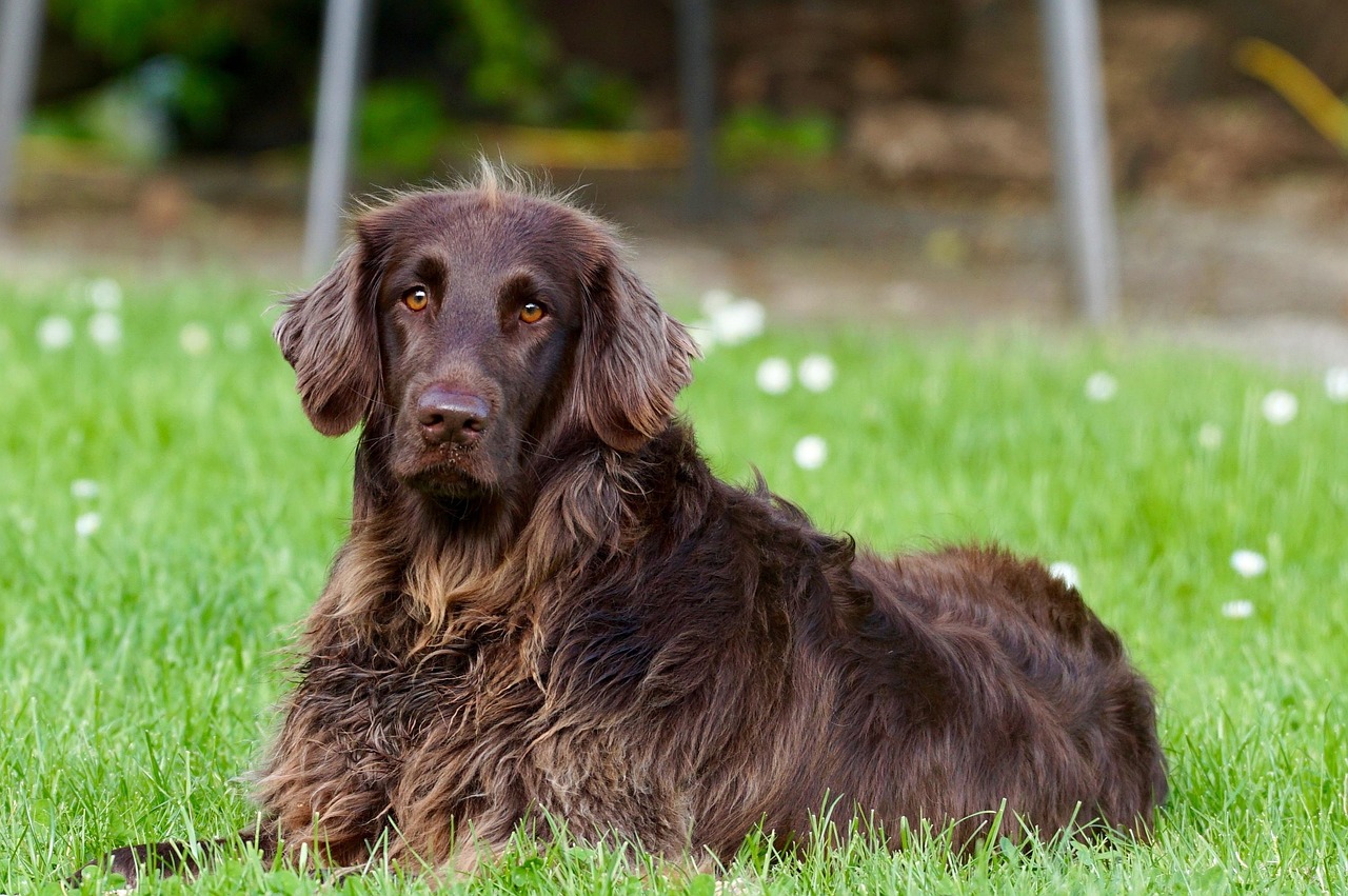 Happy Woofchester guest 2