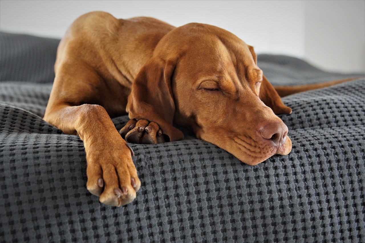 Happy Woofchester guest 4