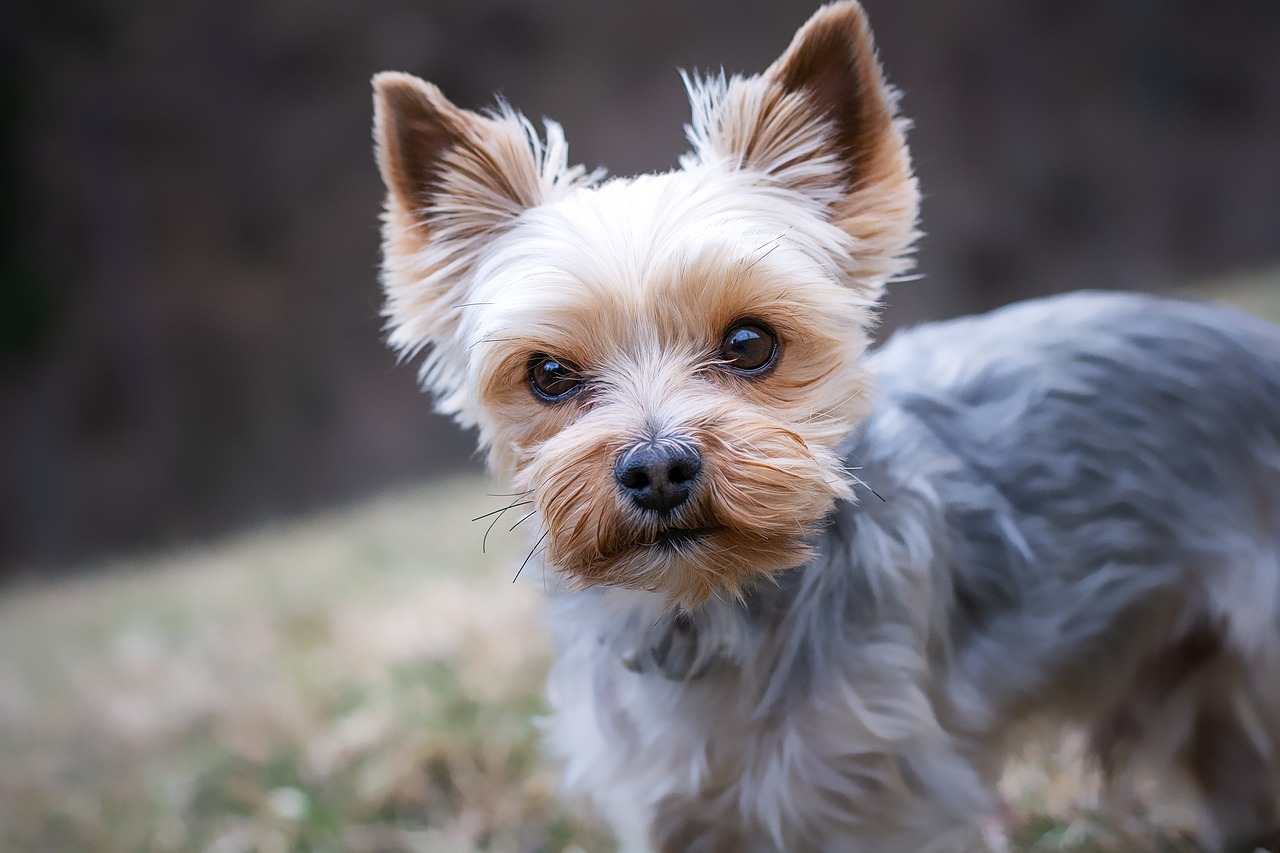 Happy Woofchester guest 6