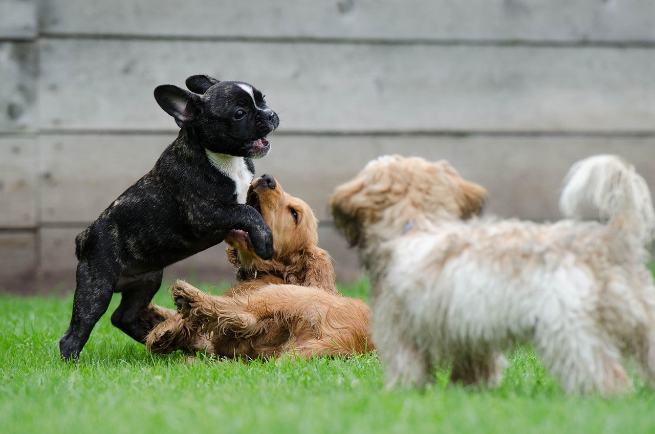 Happy Woofchester guest 1