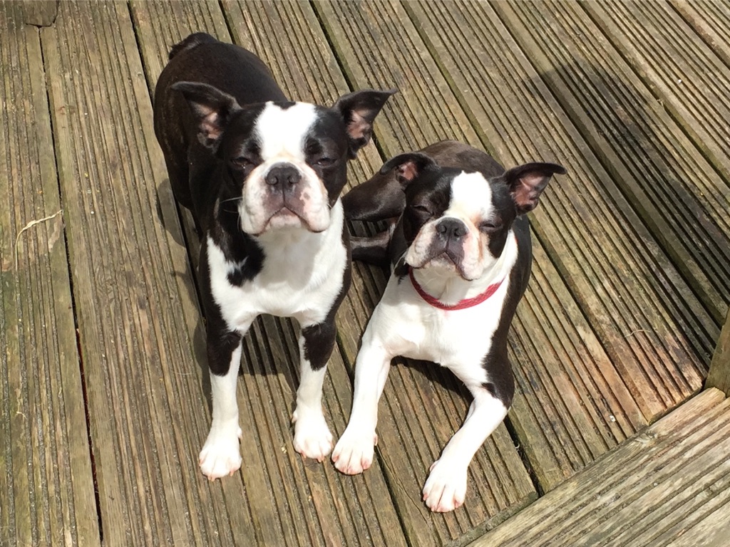 Happy Woofchester guest 5