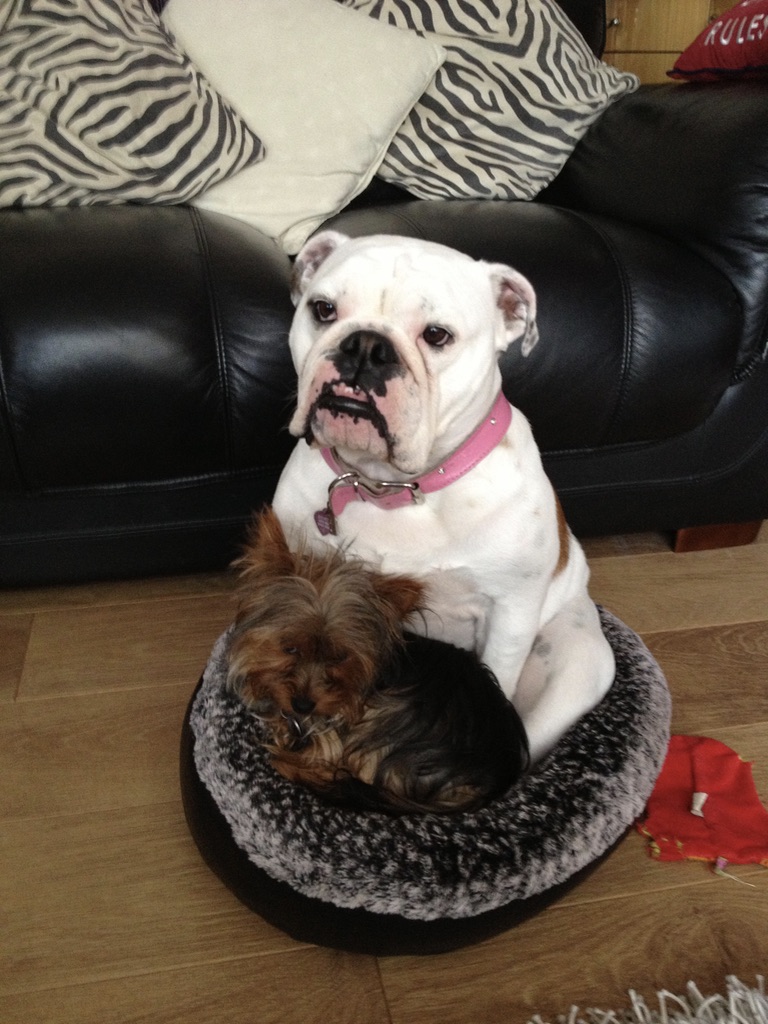Happy Woofchester guest 6