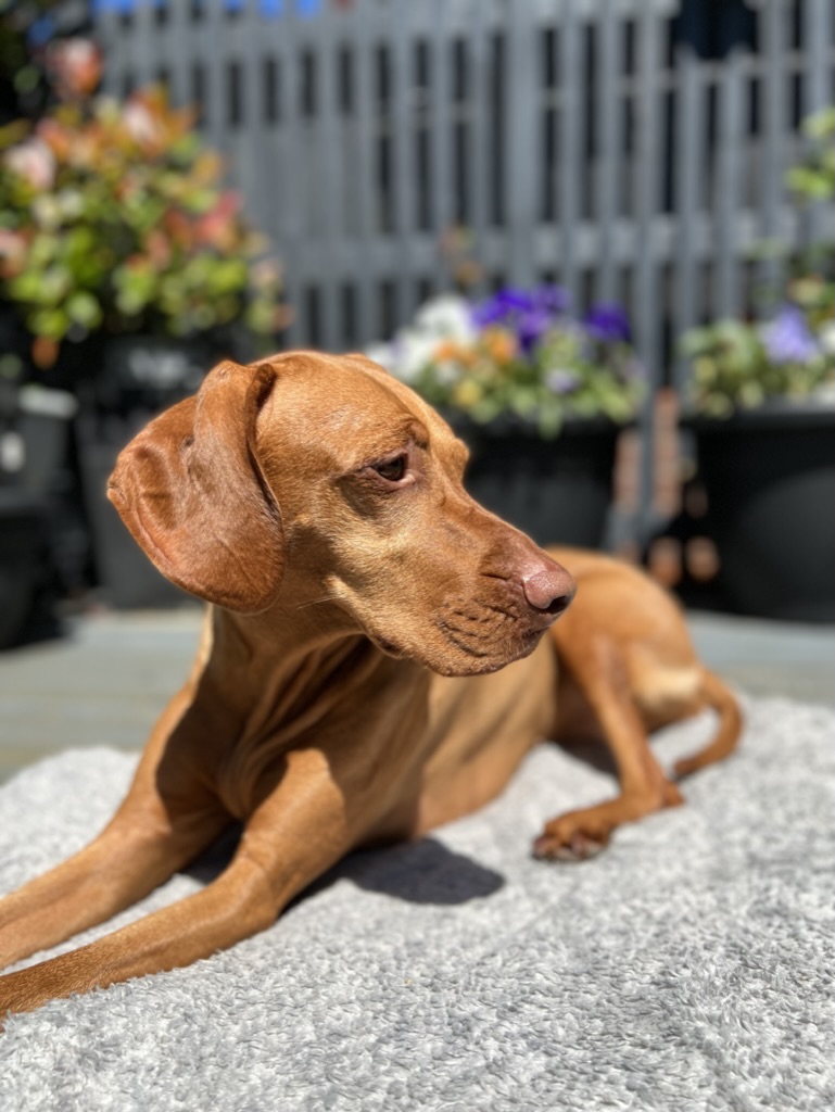 Happy Woofchester guest 4