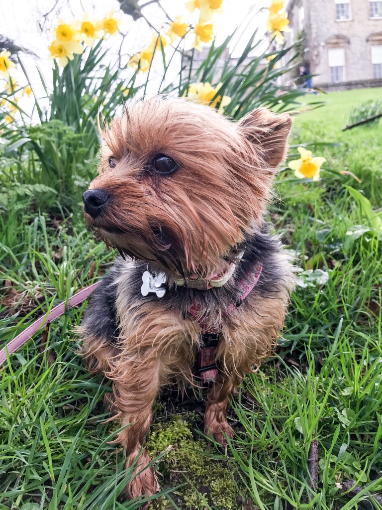 Happy Woofchester guest 1