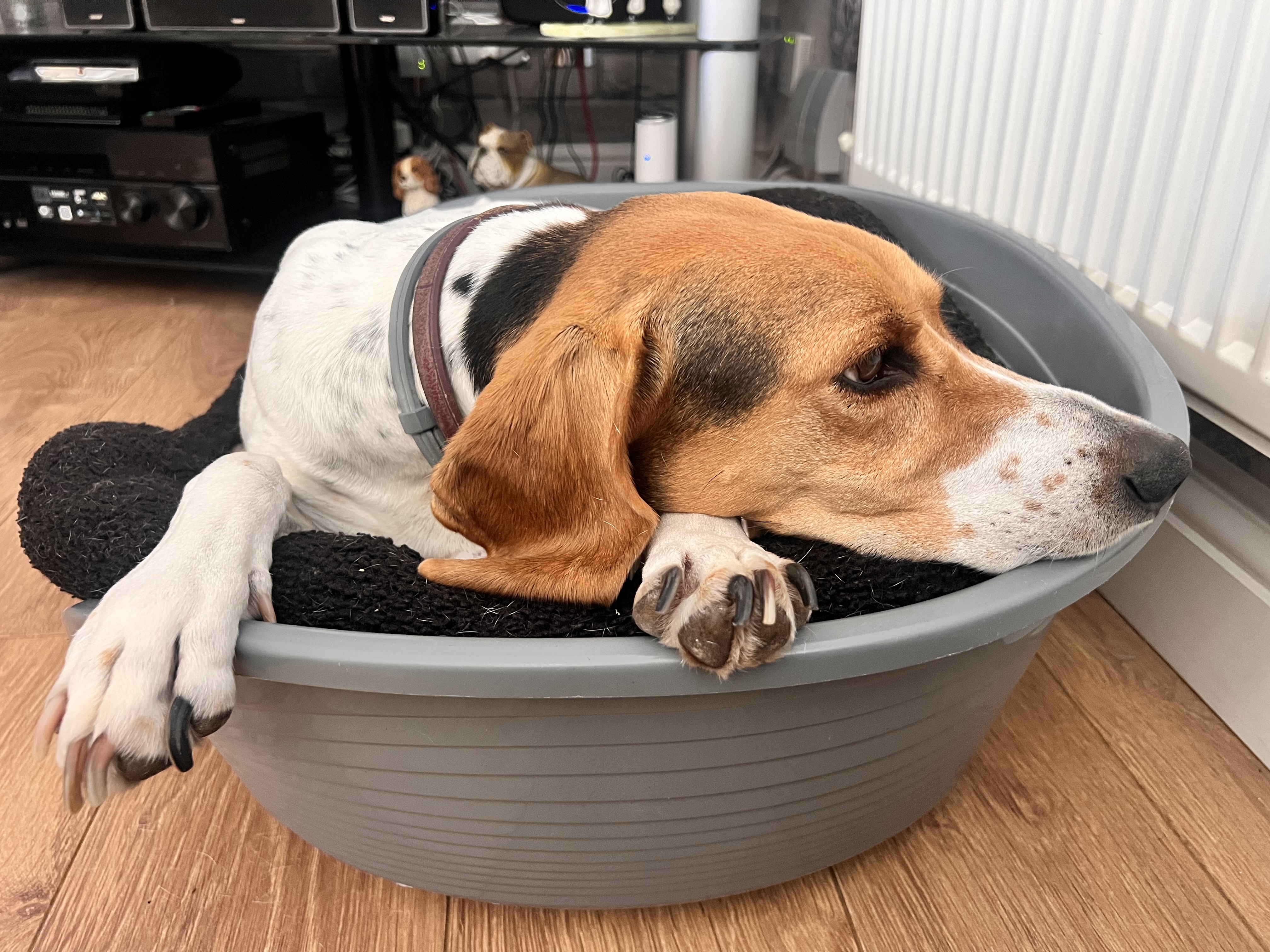 Happy Woofchester guest 2